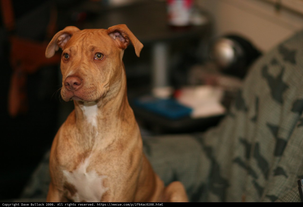 Couch Potato Pitbull