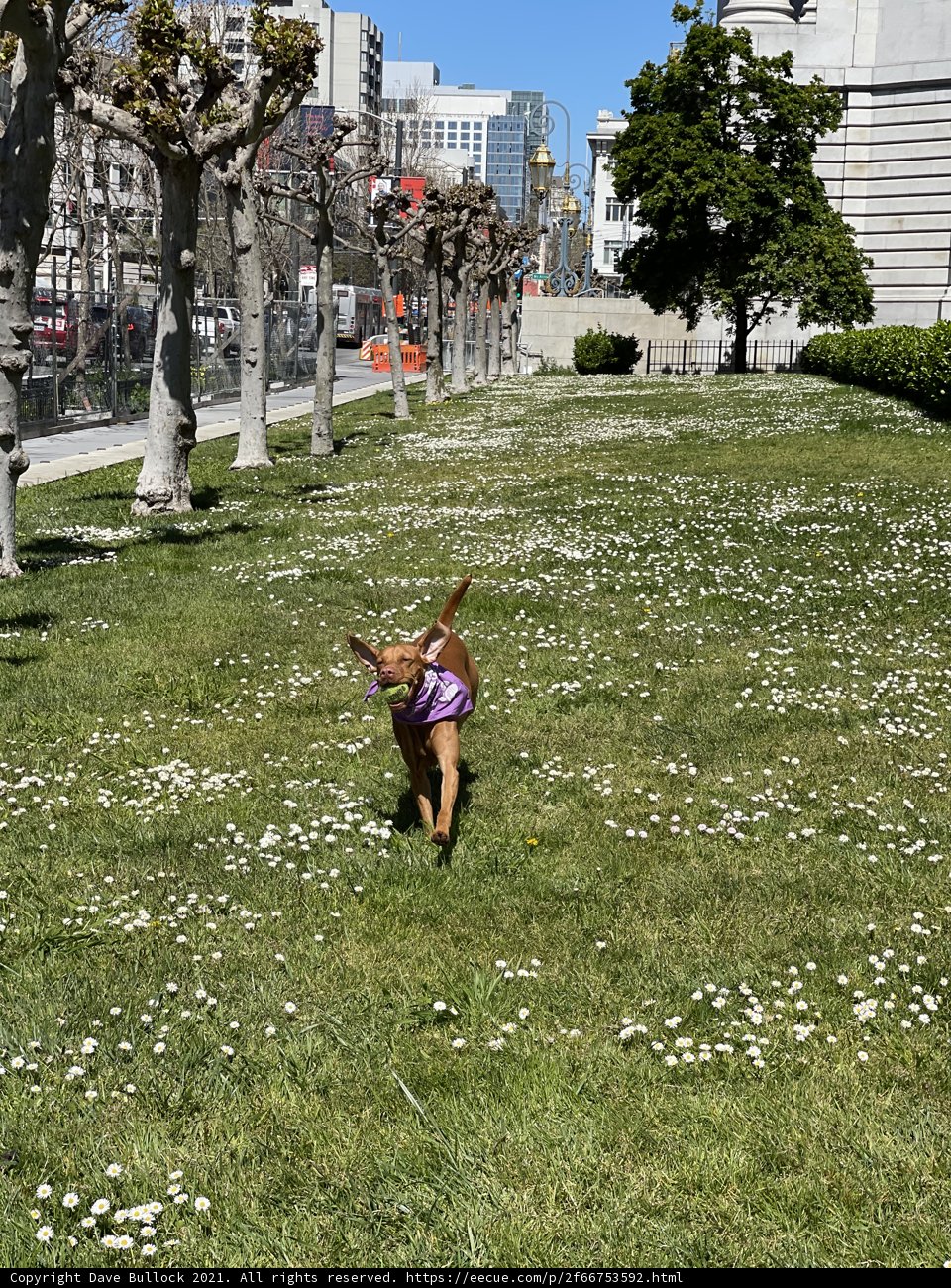 Blossoming Adventure