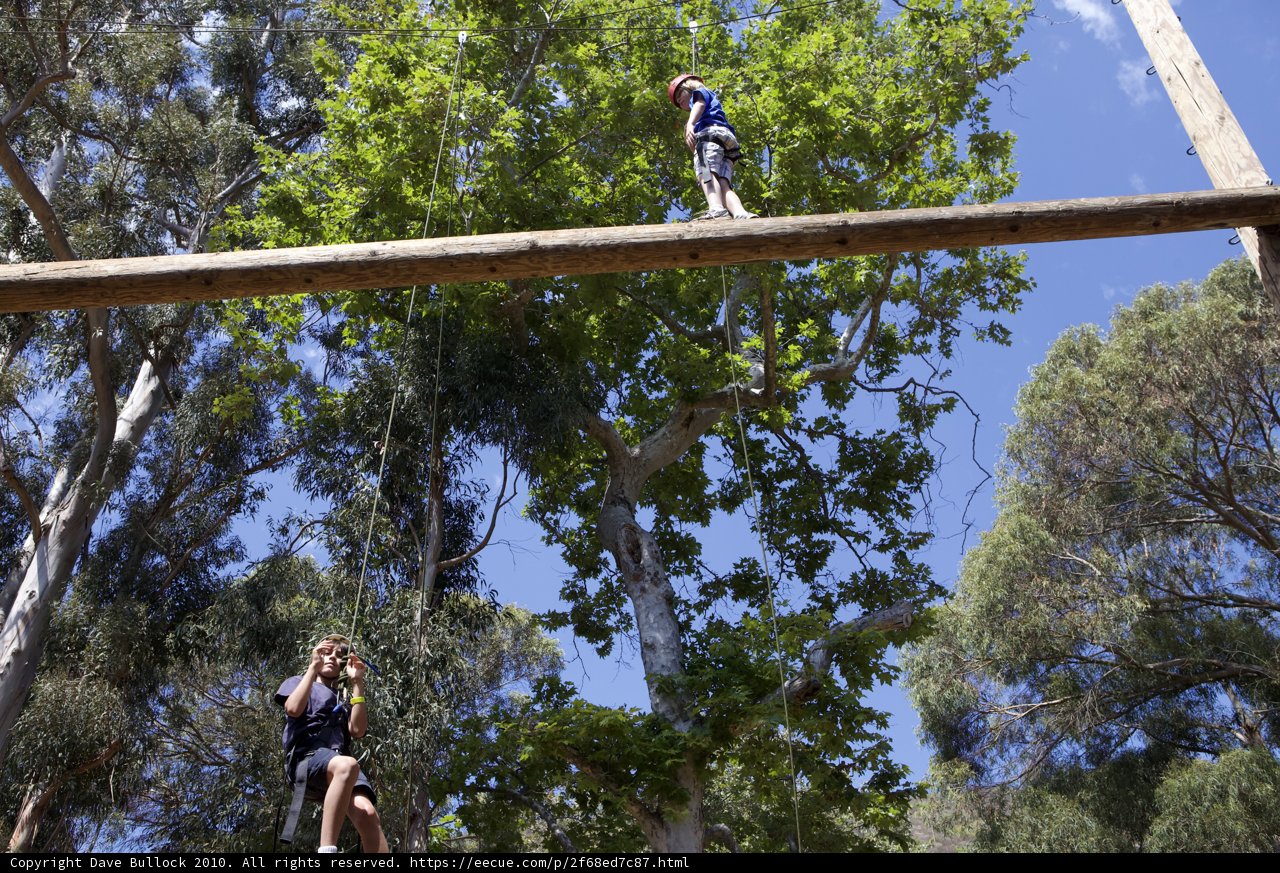 Swingin' in the Trees