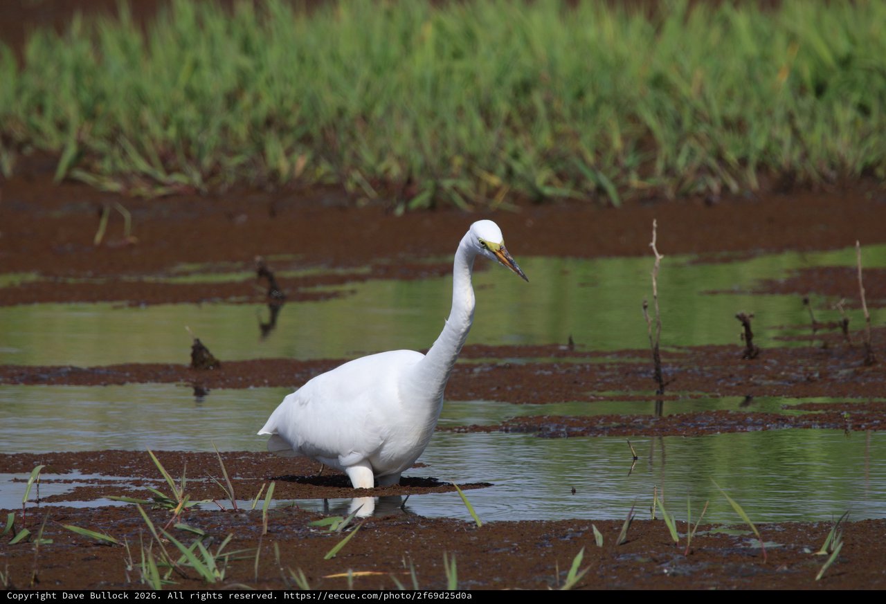 Great Egret Wading in Wetland Shallows