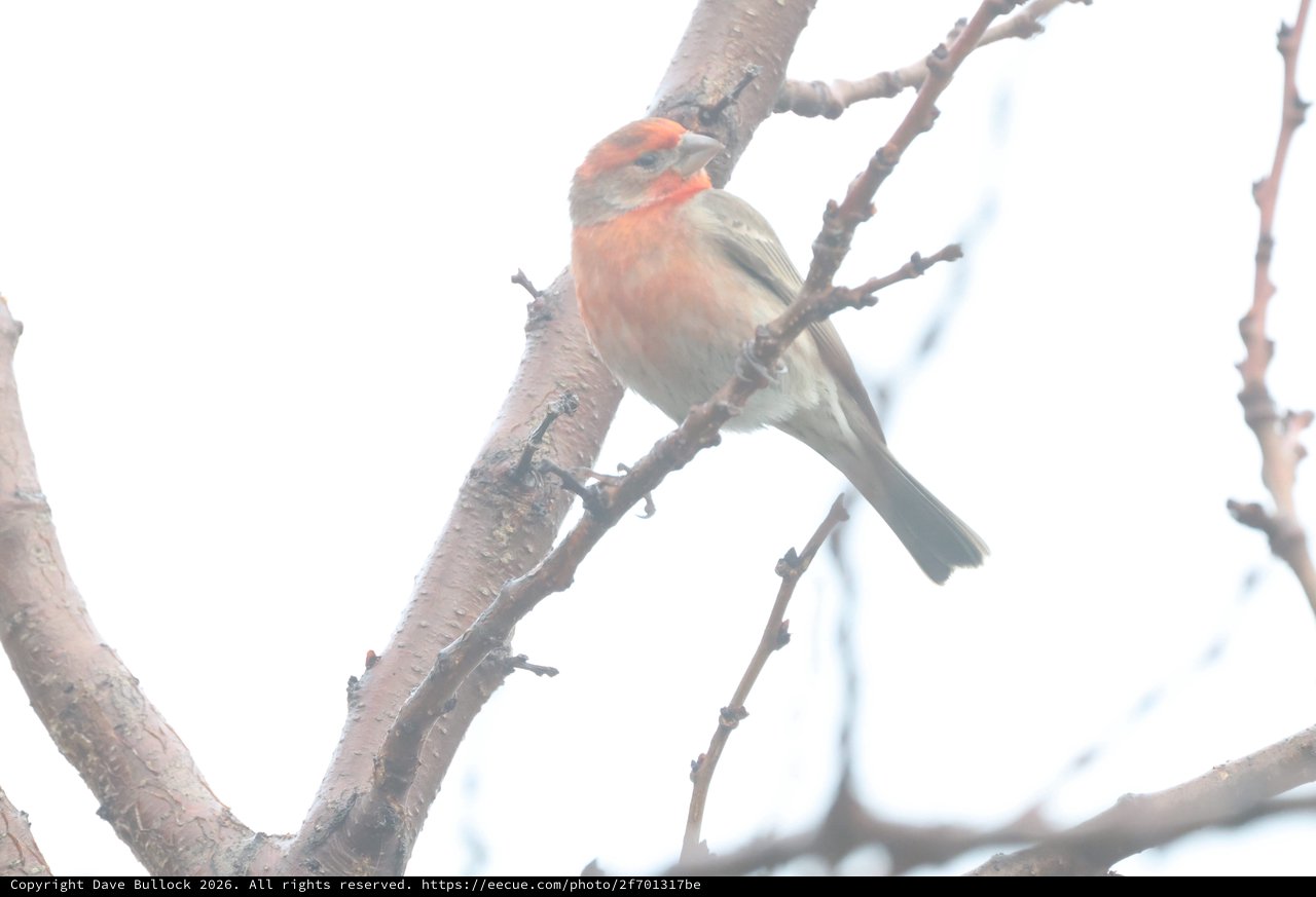 Common Chaffinch Perched on Winter Branch