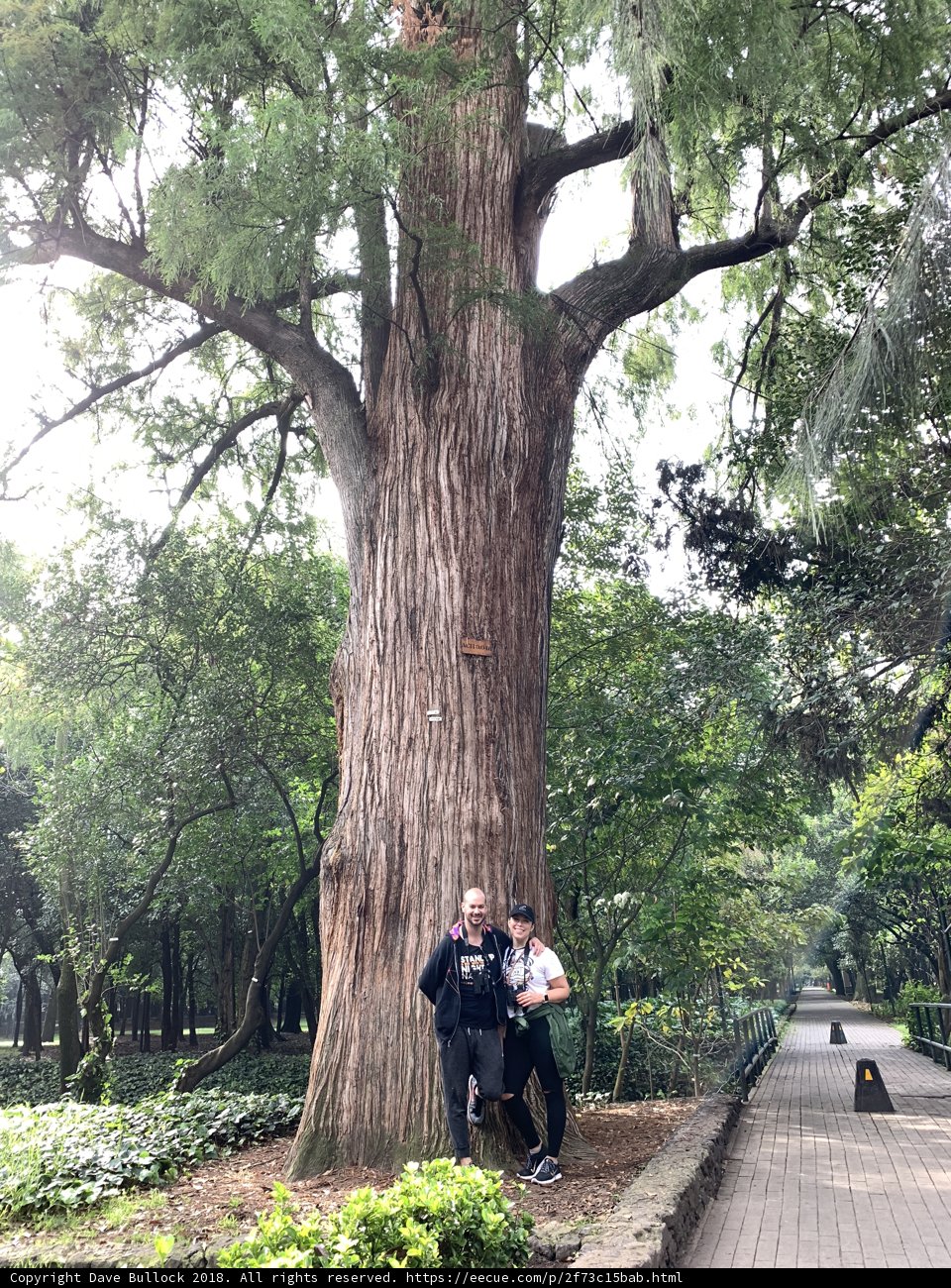 Tree Trunk Trio