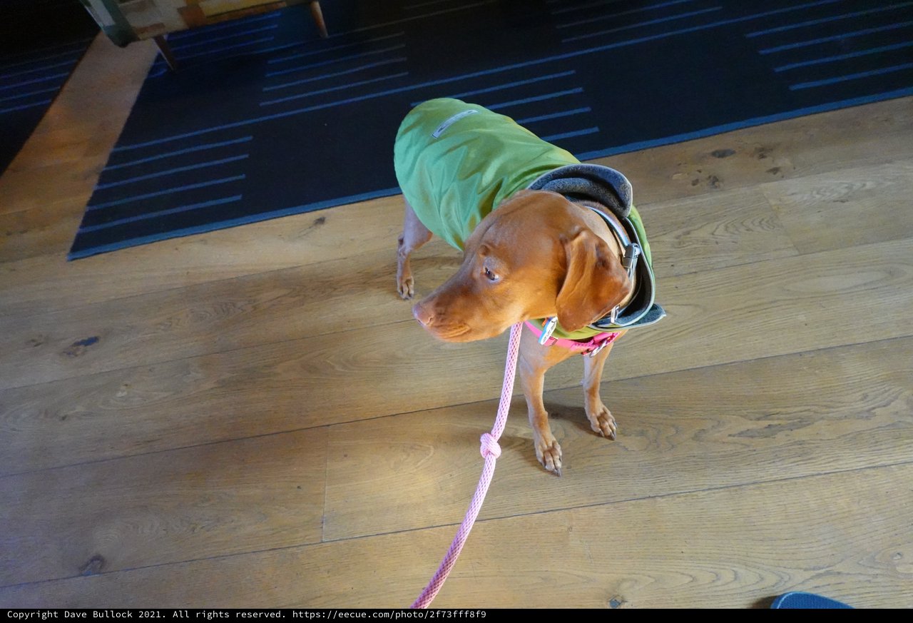 Dachshund in Green Hoodie and Hood Indoors