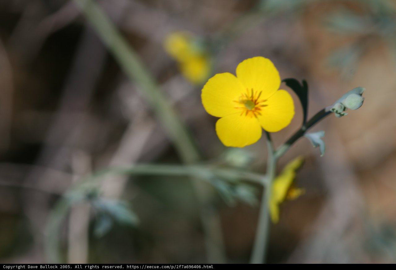 Lone Geranium Thrives Amidst Field of Flax