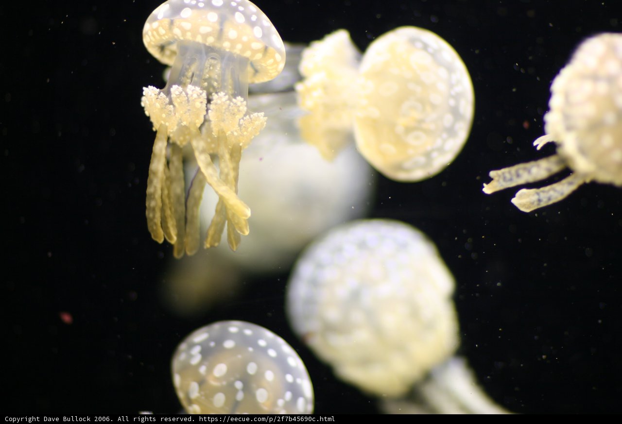 Floating Beauties
