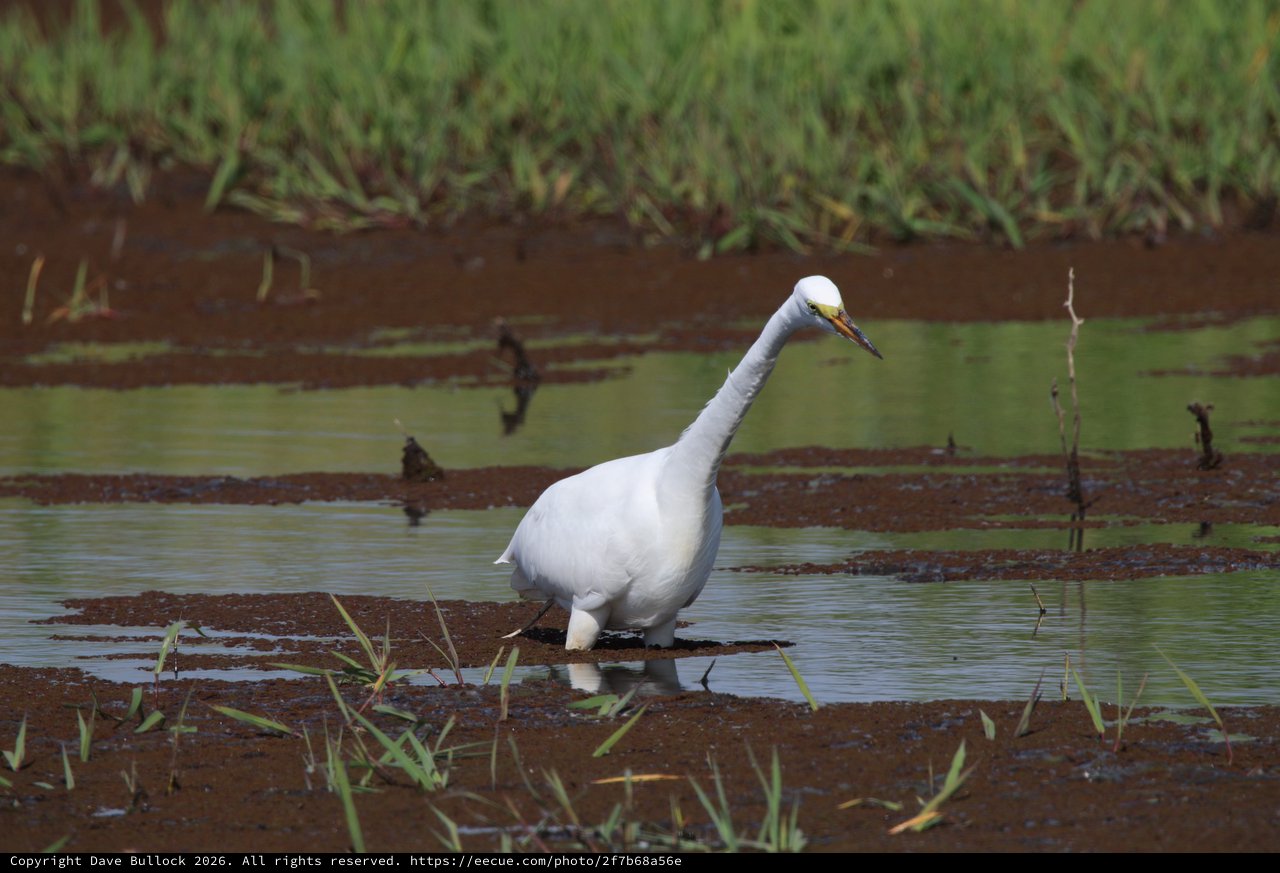 Snowy Egret Foraging in Wetland Shallows