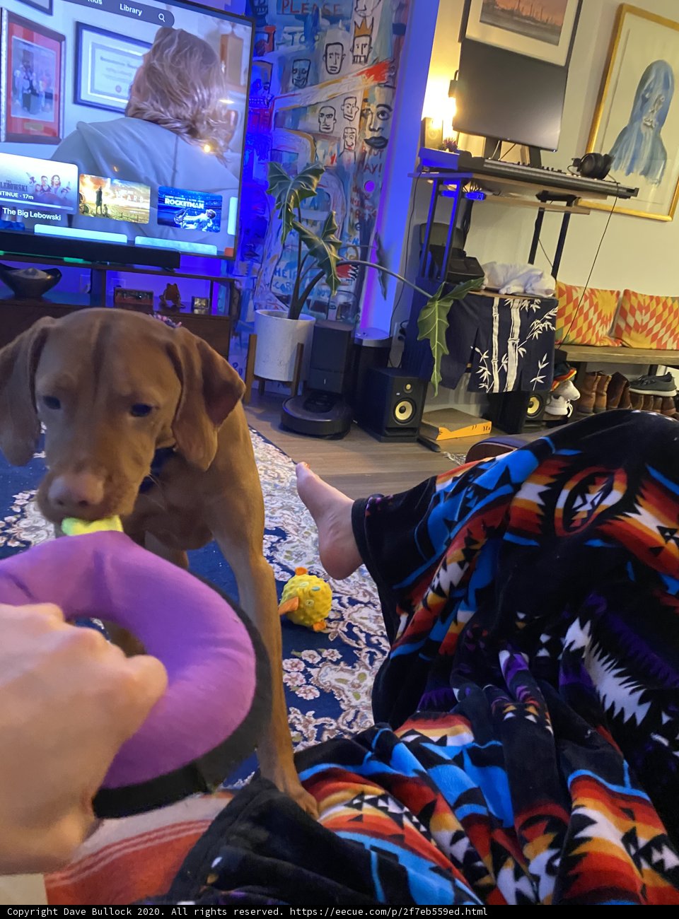 Furry Friends and Fun: A Cozy Night In