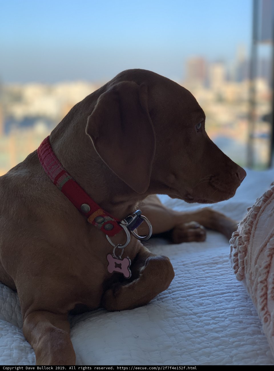 City Pupper