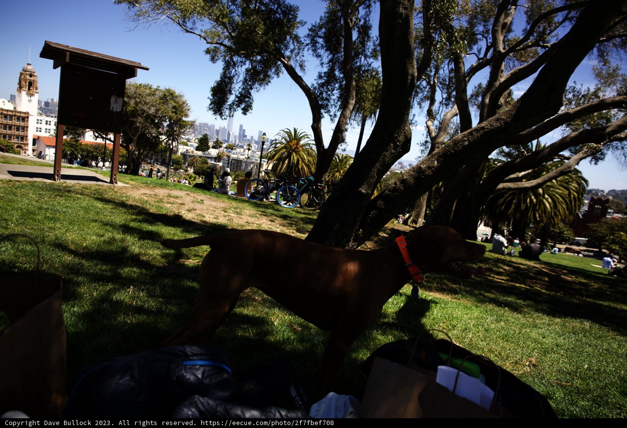 A Canine's Sanctuary: Delores Park, 2023