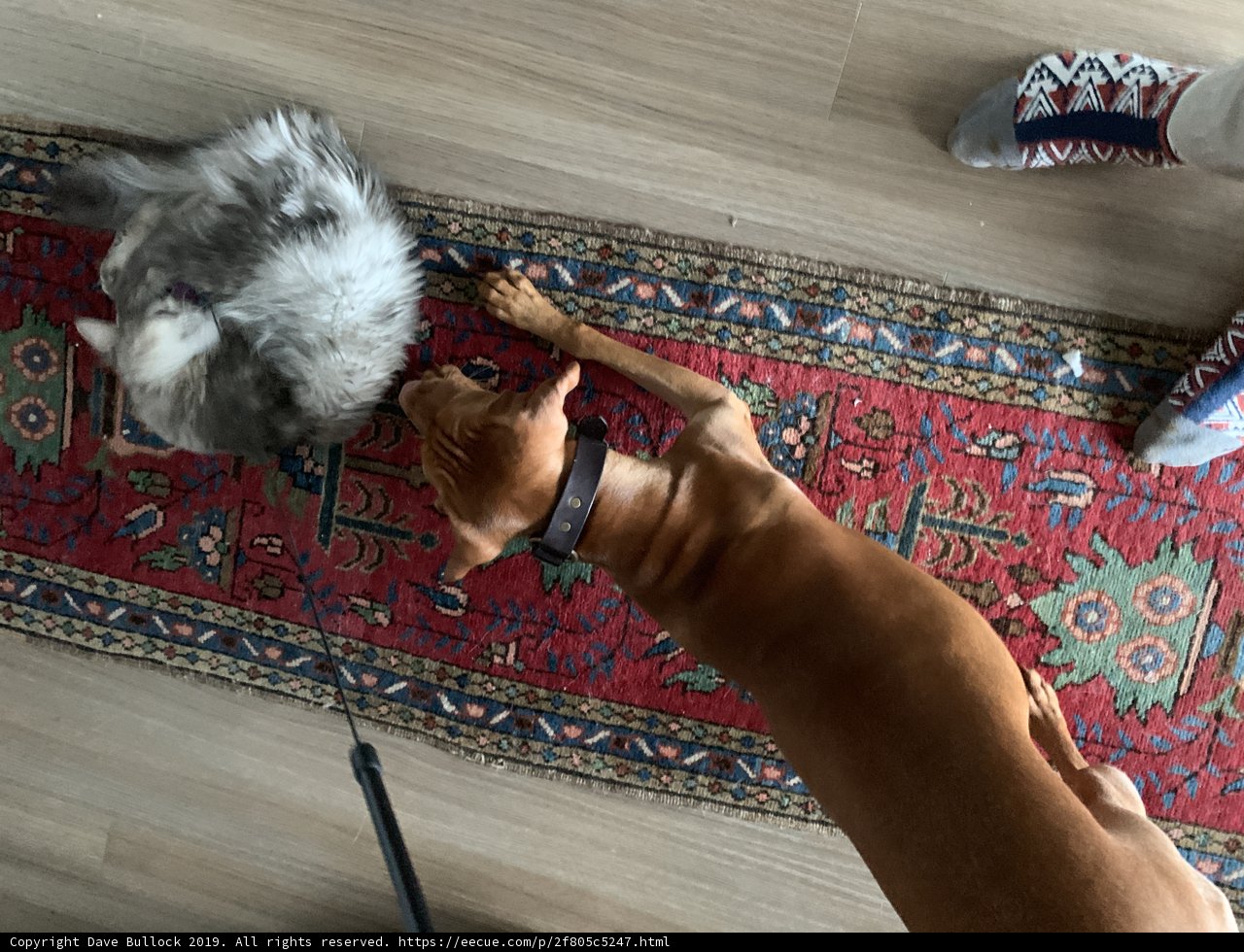 Furry Friends on a Hardwood Rug