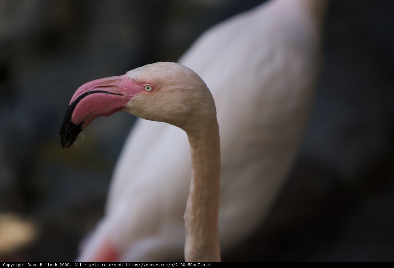 Flamingo Gazing