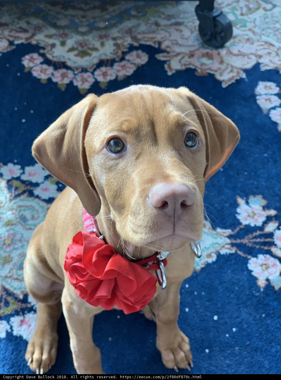 The Bow-tiful Hound