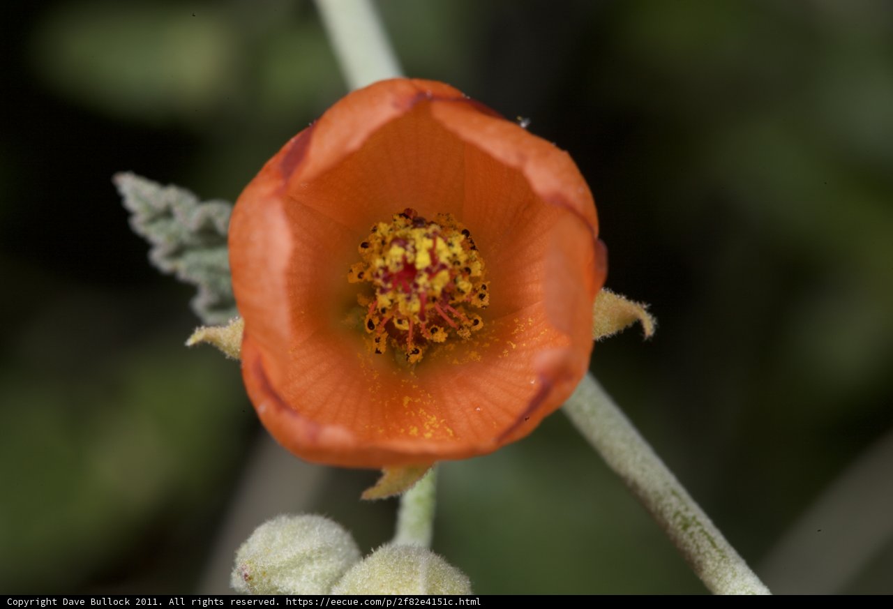 Vibrant Orange Flower with a Yellow Center
