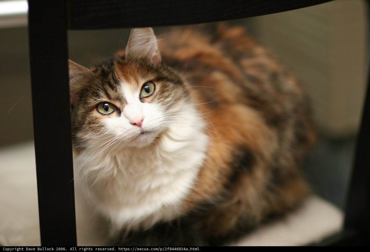 Purrfect Pose