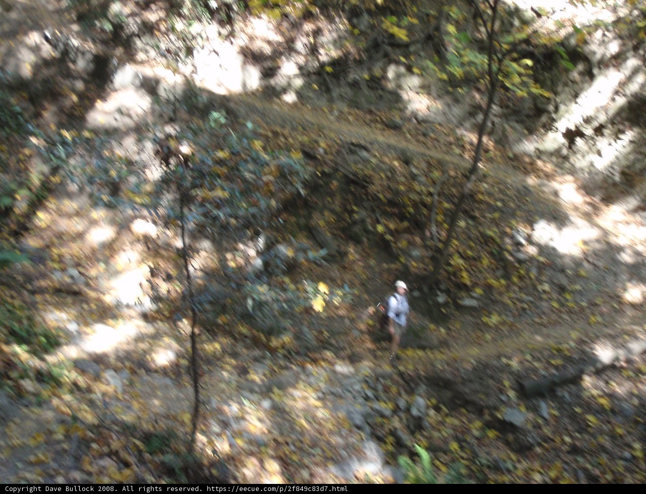Walk among the Woods