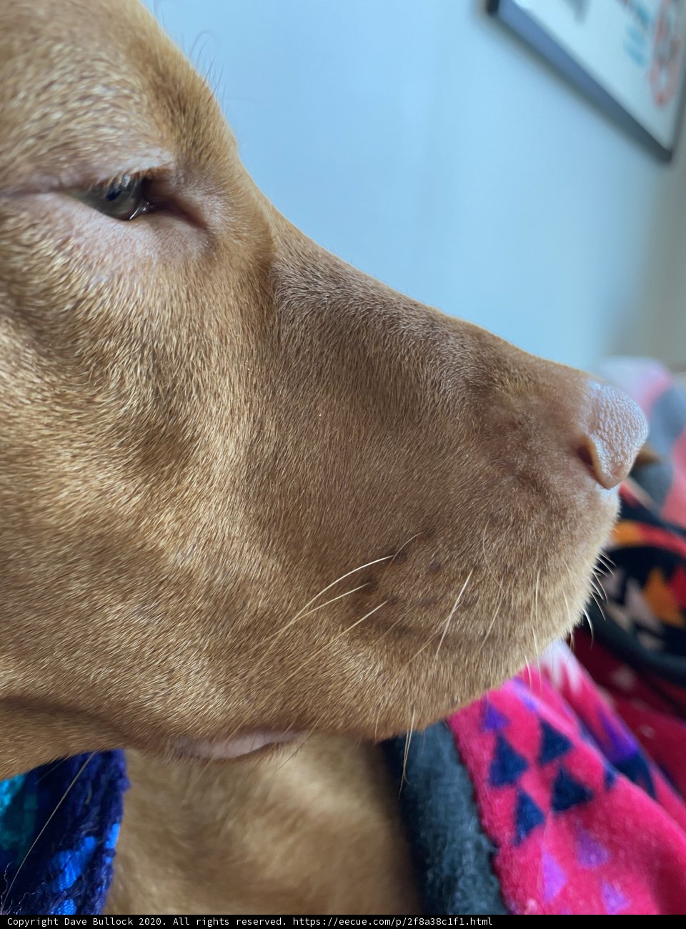 San Francisco Pup Snuggles Up with a Pink Blanket