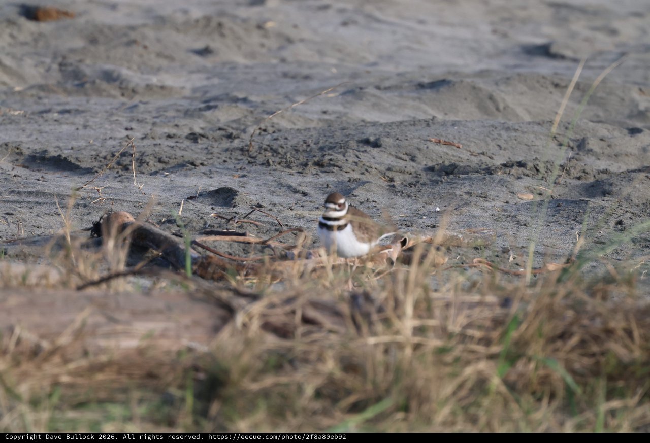Killdeer Shorebird at Drakes Beach Mudflat