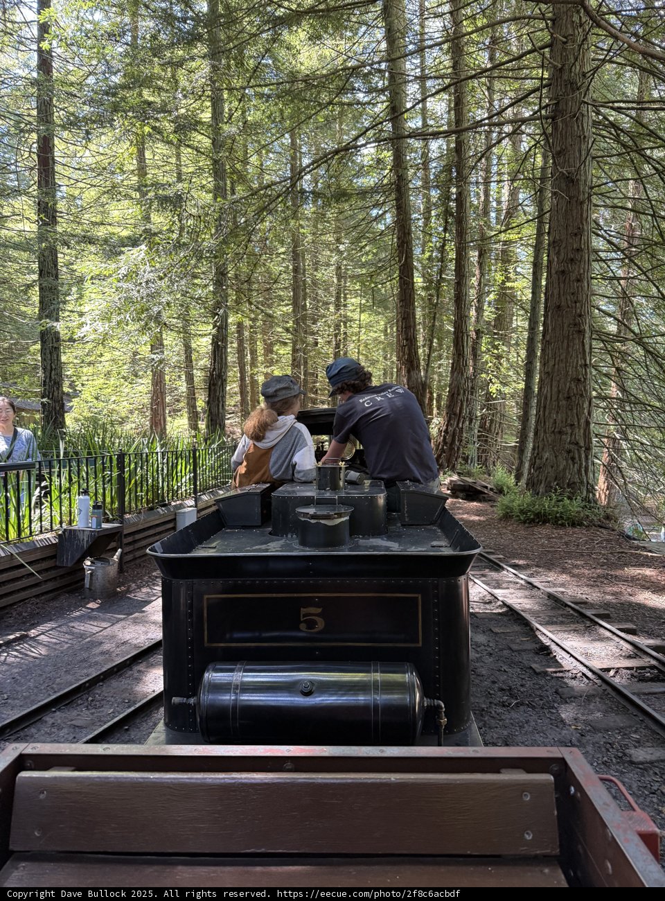 Timeless Journey through Tilden Woods