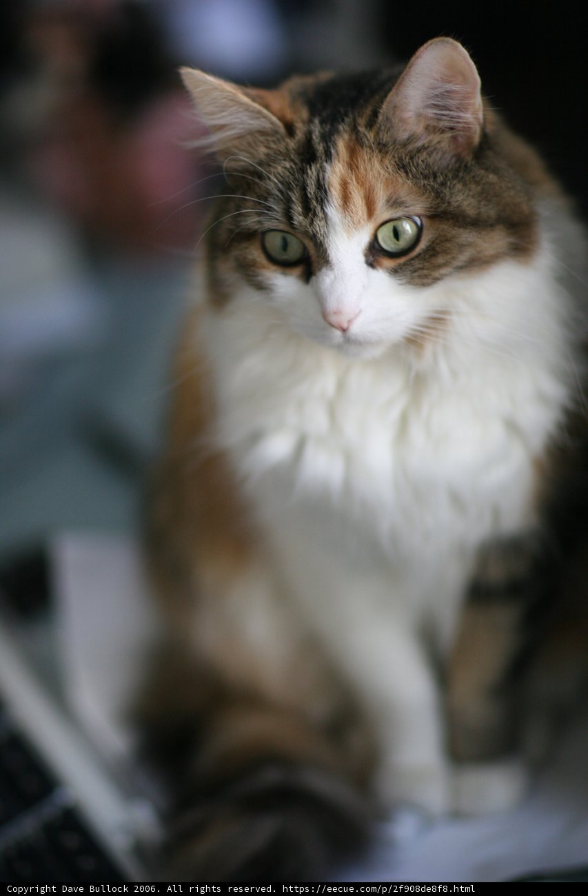 Tech-Savvy Feline