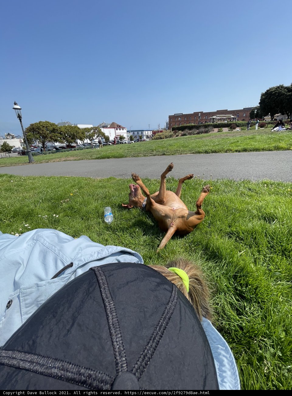 A Dog's Companionship at San Francisco Maritime National Historical Park