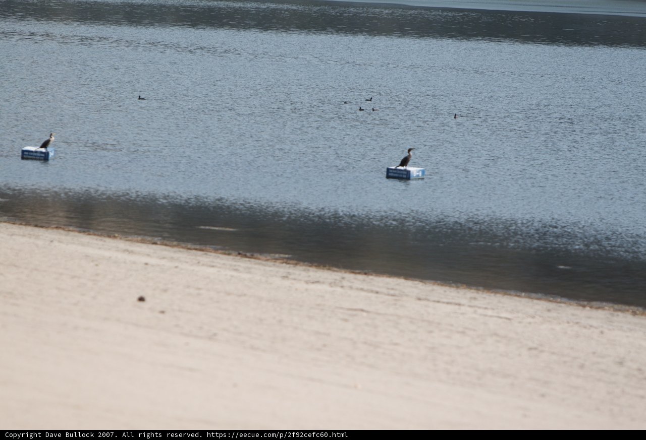 Waterside Bird Watching
