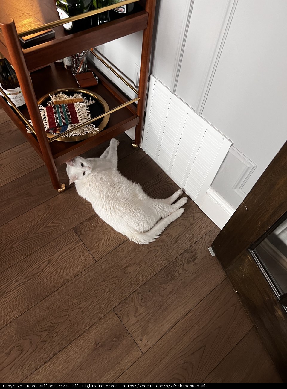 White Cat Resting by Wooden Table