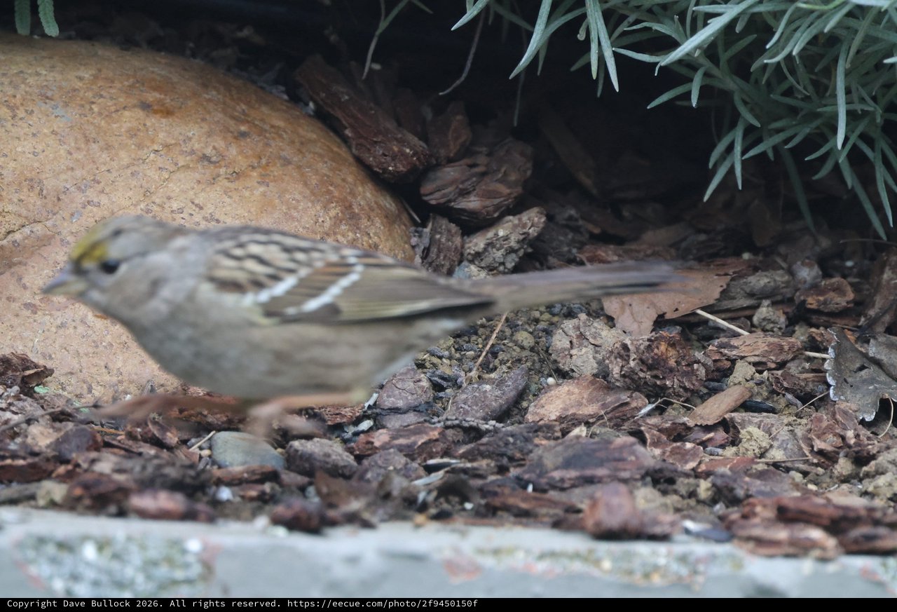 Golden-crowned Sparrow Foraging Among Leaf Litter