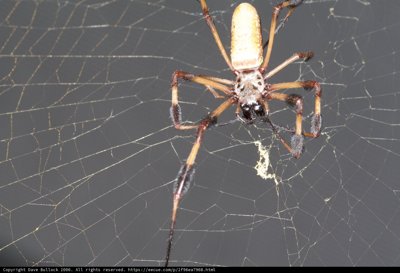 Garden Spider with Long Legs and Tail
