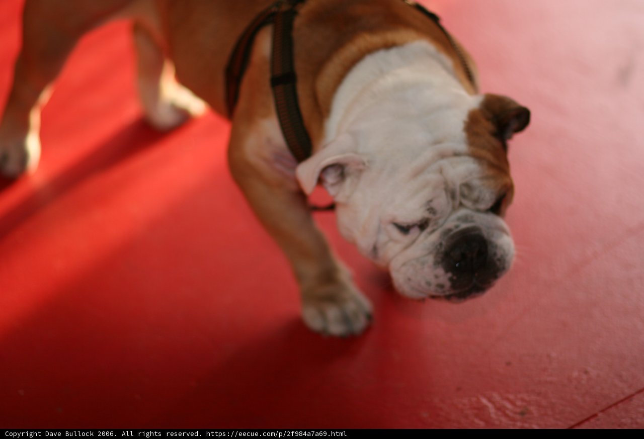 Bulldog on a Red Floor