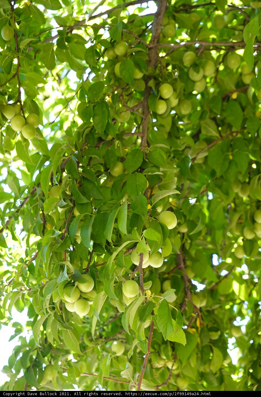 Abundant Fruit on a Tree