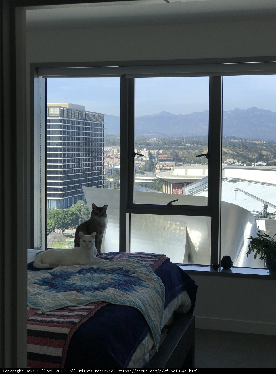 The Curious Cat on the Hill
