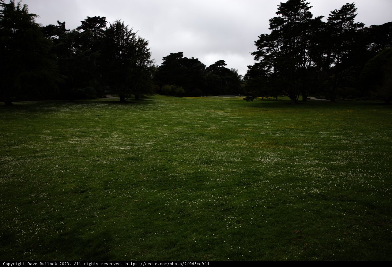Serene Afternoon at the San Francisco Botanical Garden