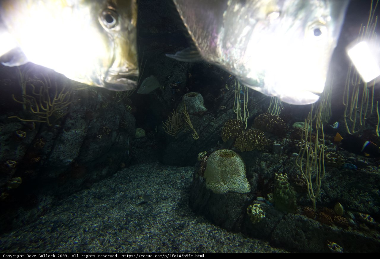 Illuminated Aquatic Life