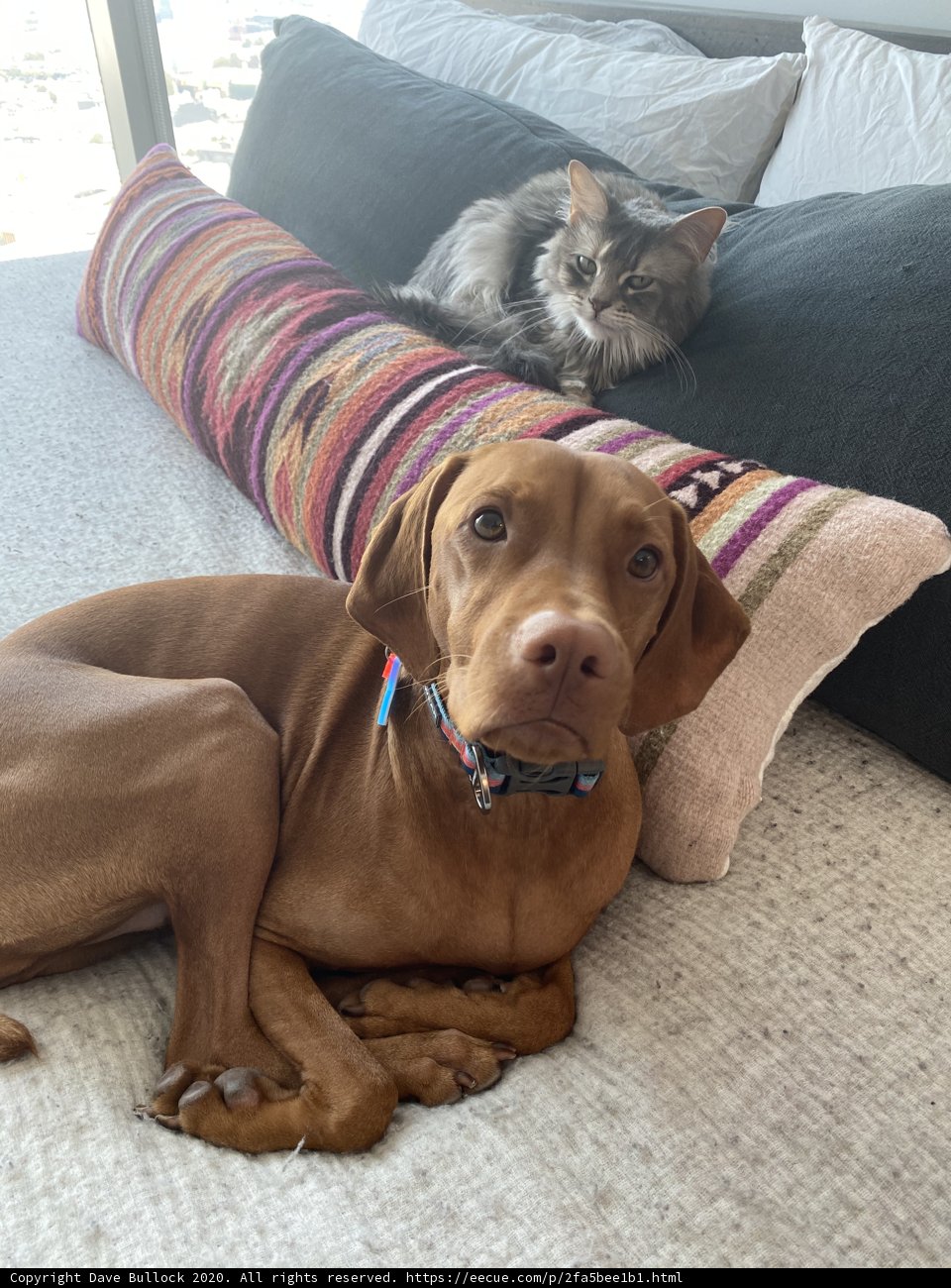Furry Friends Take Over the Sofa