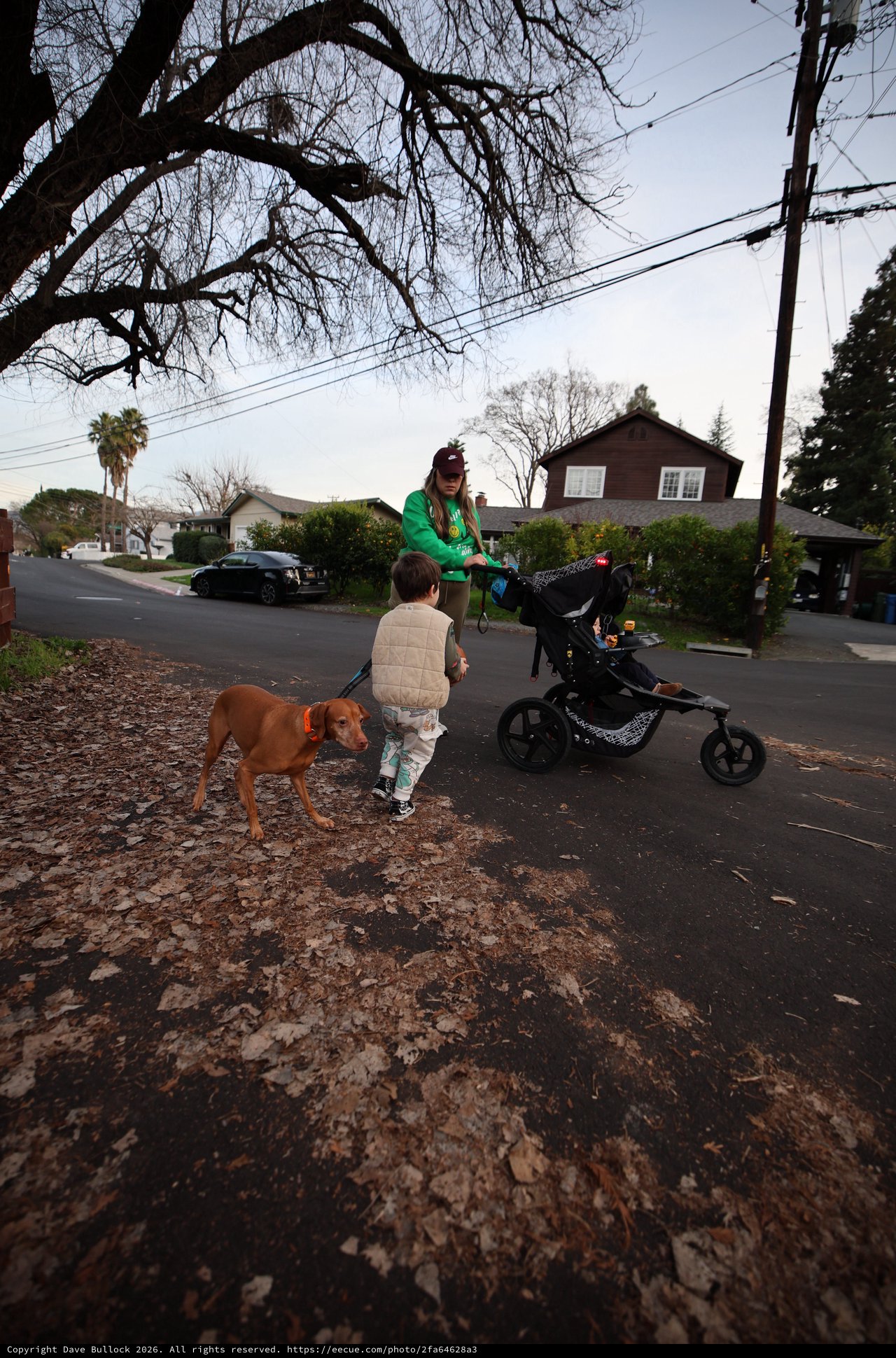 Family Evening Walk in Suburban Neighborhood