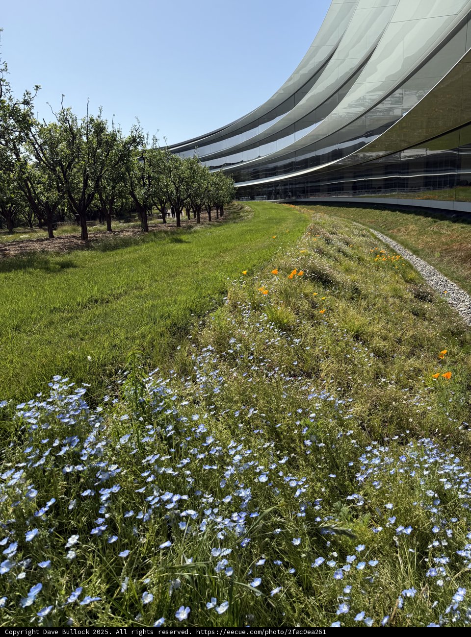Serenity at Apple Park