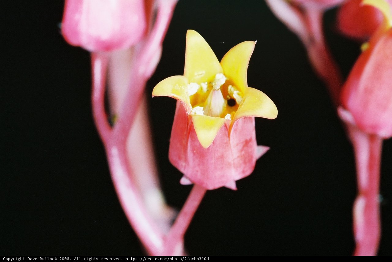 Pink Orchid with Yellow Centers