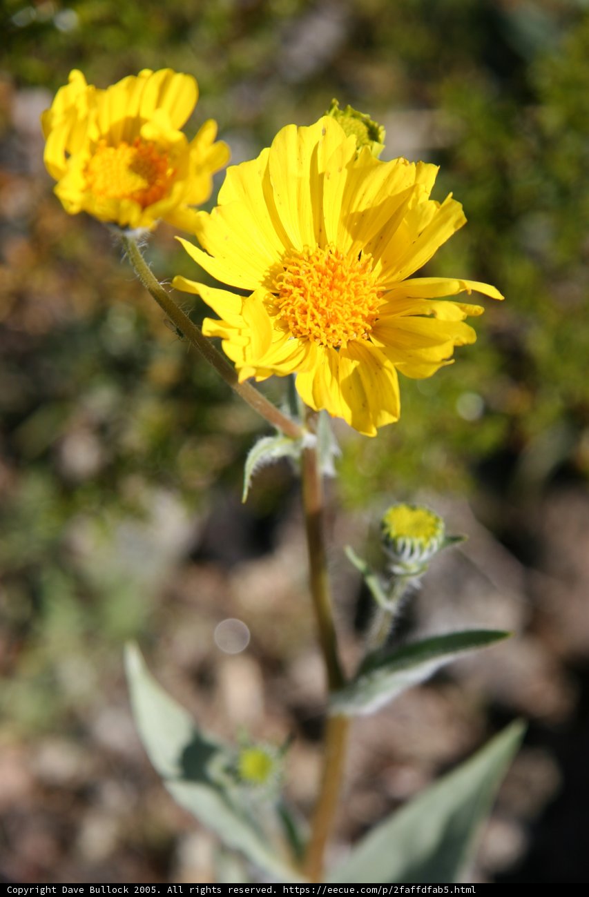 Golden Bloom