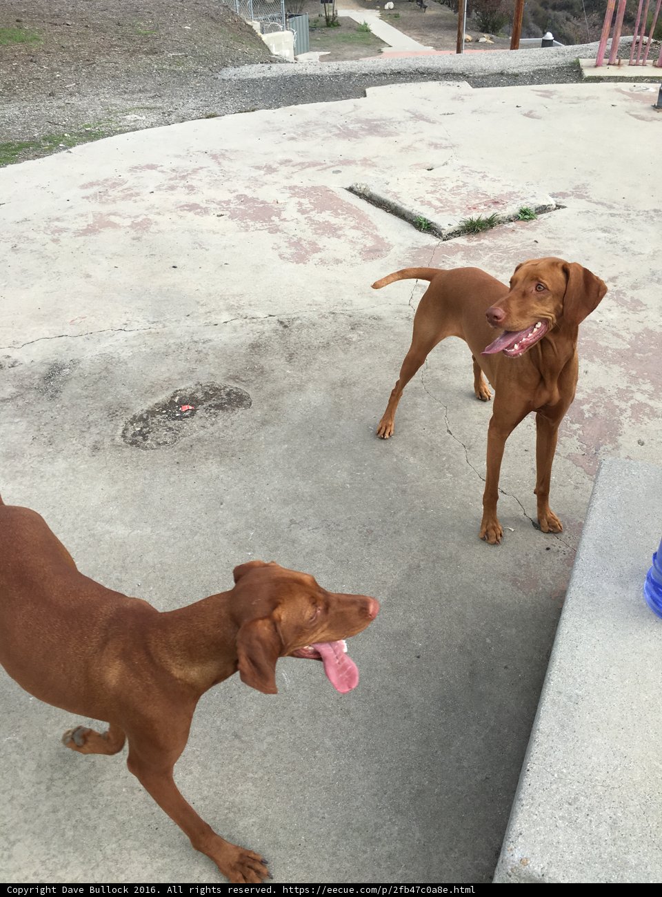 Canine Playtime in the Santa Monica Mountains