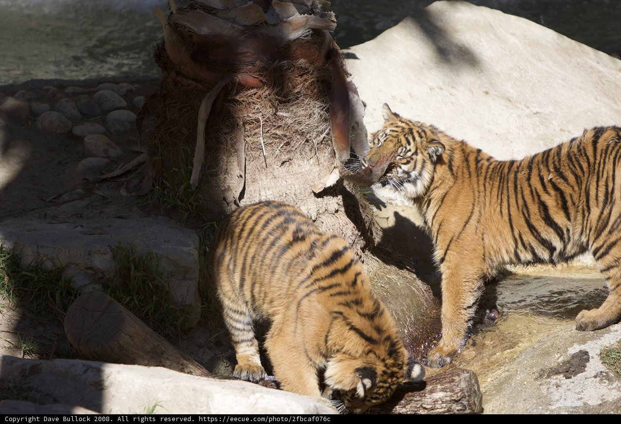 Thirsty Tigers at the Stream