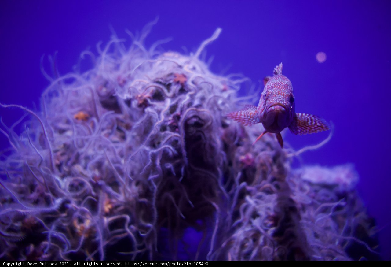 Aquatic Ballet in Monterey Bay