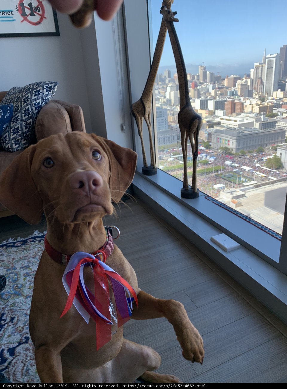 City Pup Takes a Break on Hardwood Floor
