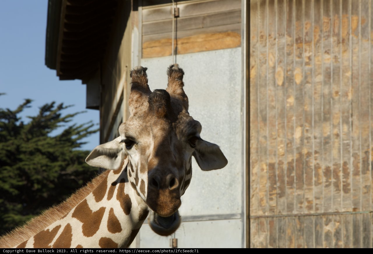 Majestic Urban Giraffe