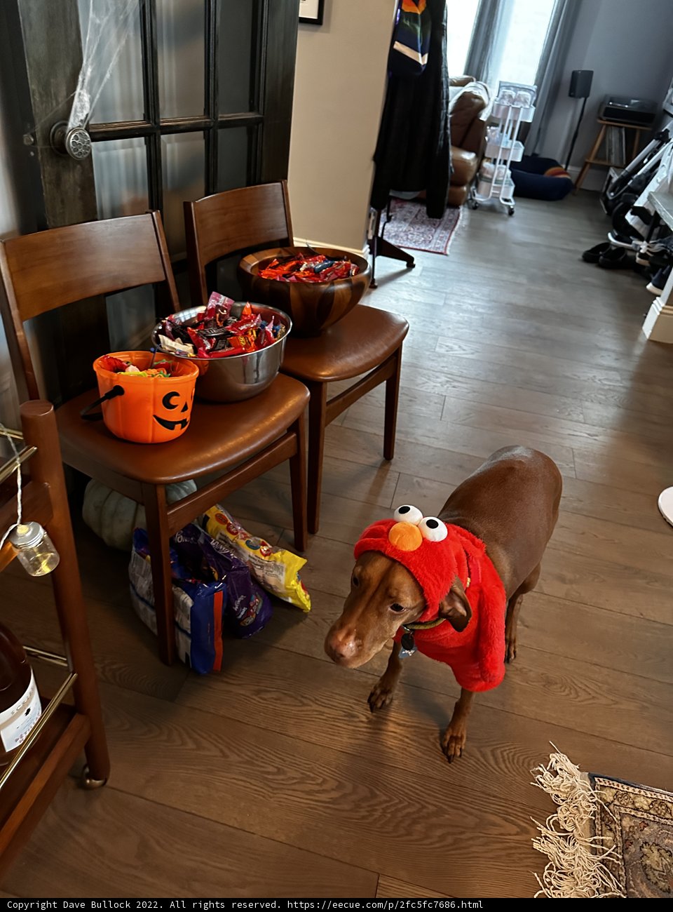 Spooky Pooch Makes Herself at Home