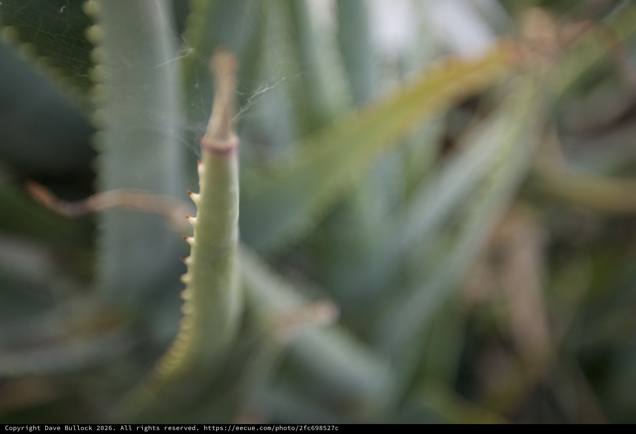 Delicate Spider Web on Desert Cactus Spine