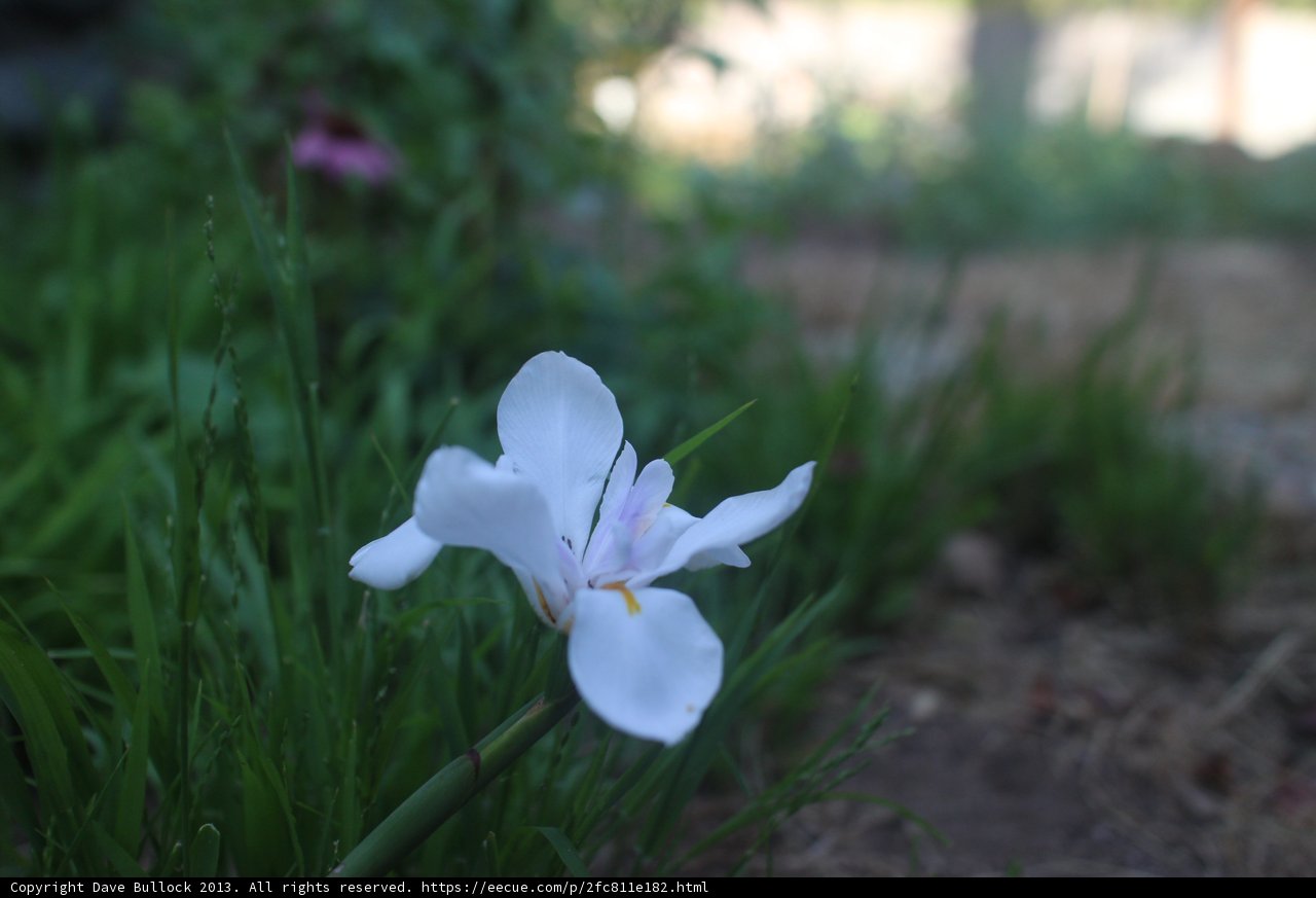 Serenity in the Grass