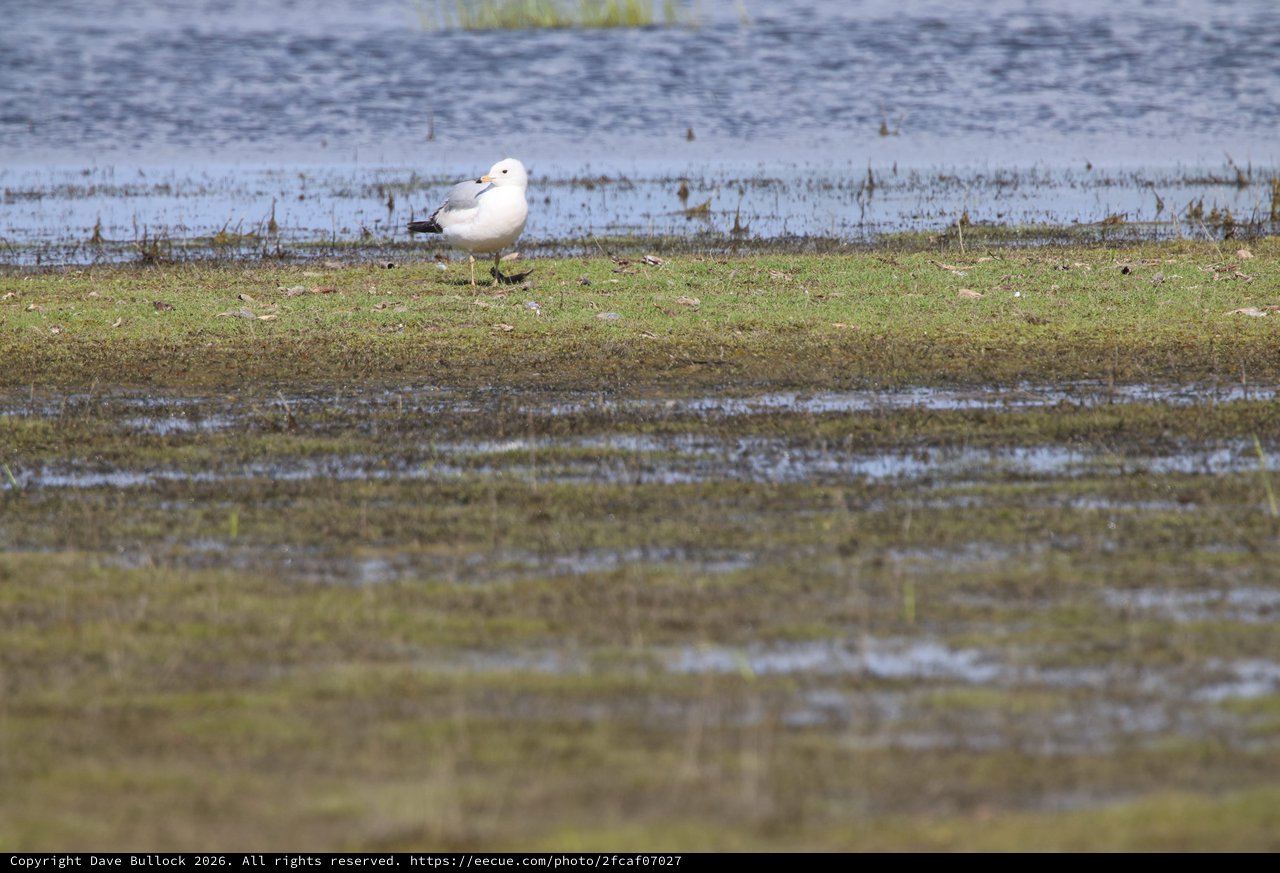 Solitary Seagull Resting at Water's Edge