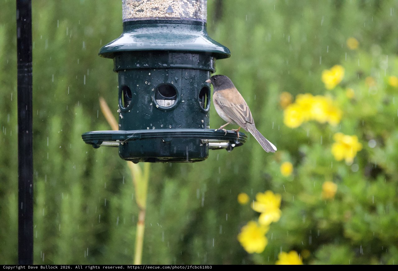 Dark-Eyed Junco Braving Rain at Garden Bird Feeder