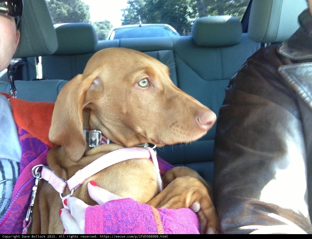 Canine Comfort in Carmel