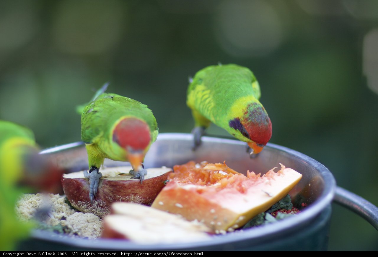 Feasting Parakeets